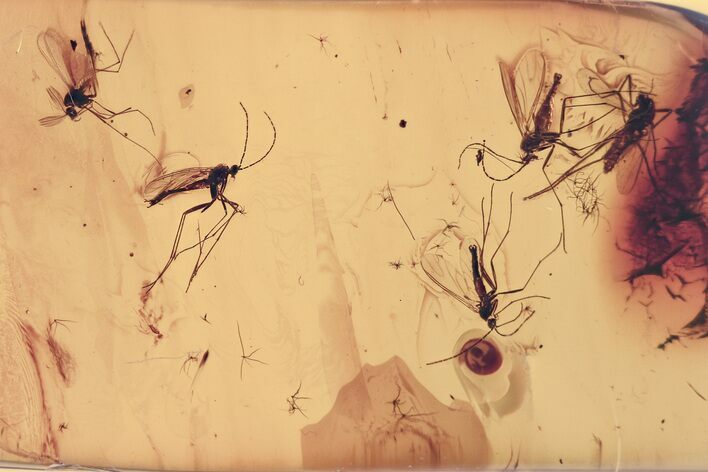 Fossil Dark-Winged Fungus Gnats and True Midge in Baltic Amber #357705